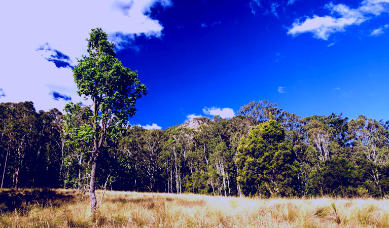 SubjectCoach | Brush Turkey track