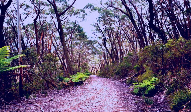 SubjectCoach | Budawang National Park