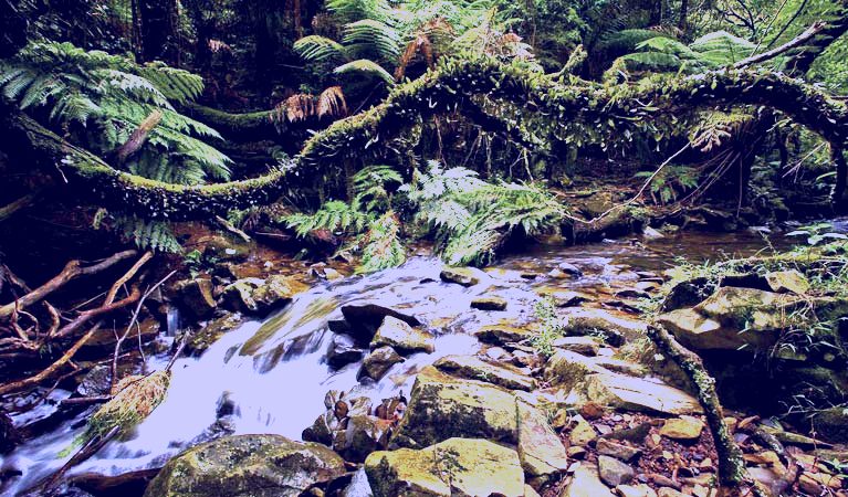 SubjectCoach | Budderoo National Park