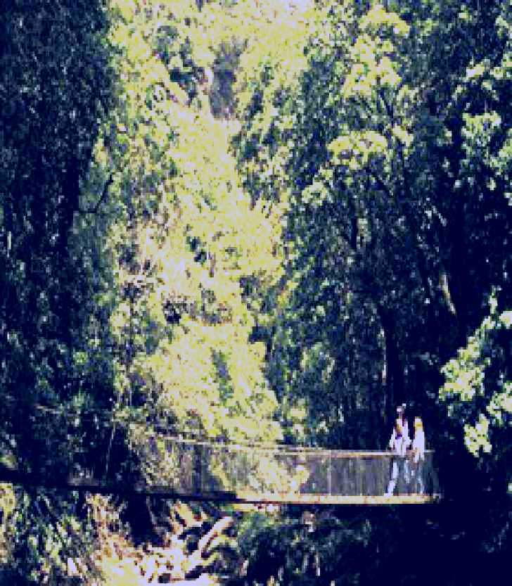 SubjectCoach | Budderoo National Park - Rainforest Loop Walk