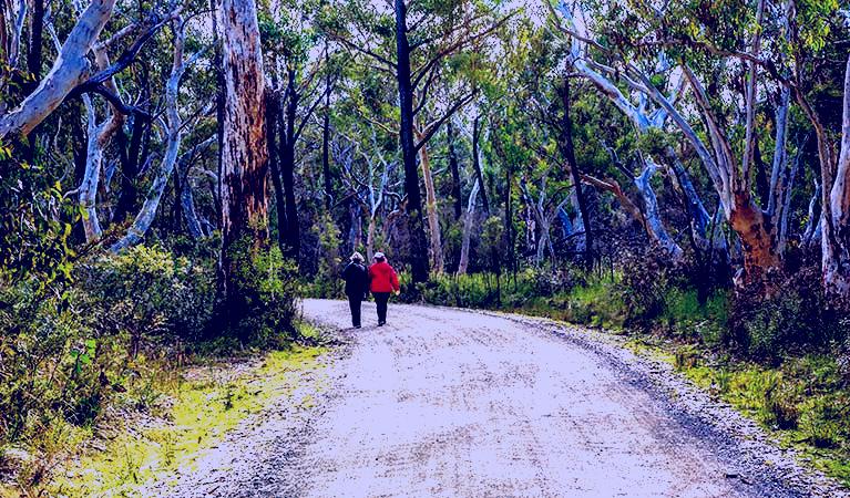 SubjectCoach | Bundanoon Creek walking track