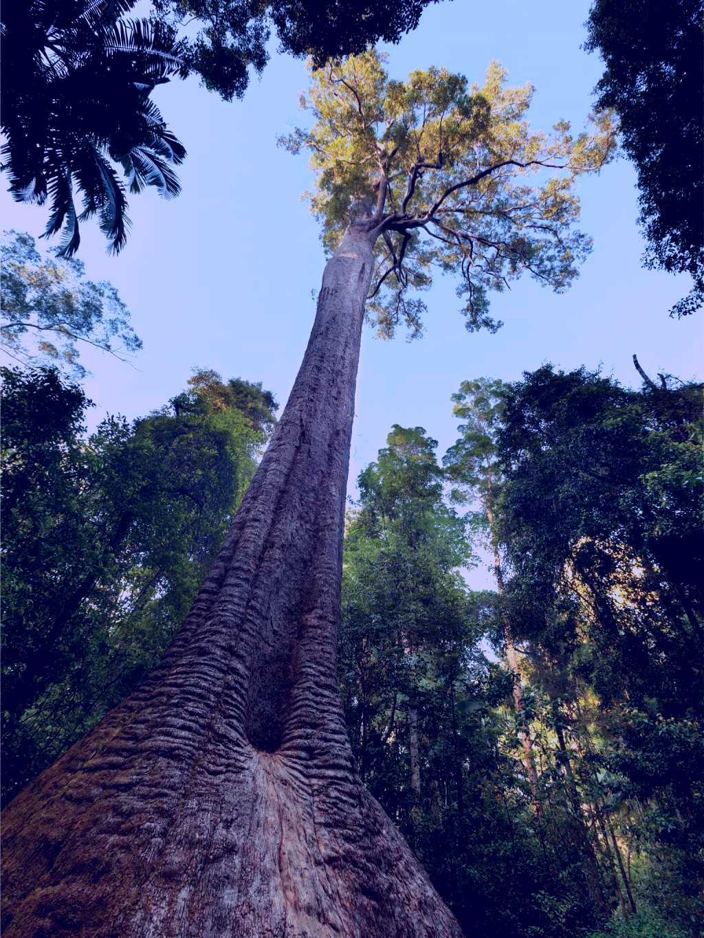 SubjectCoach | Burrawan State Forest
