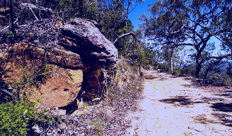 SubjectCoach | Canoelands Ridge walking track