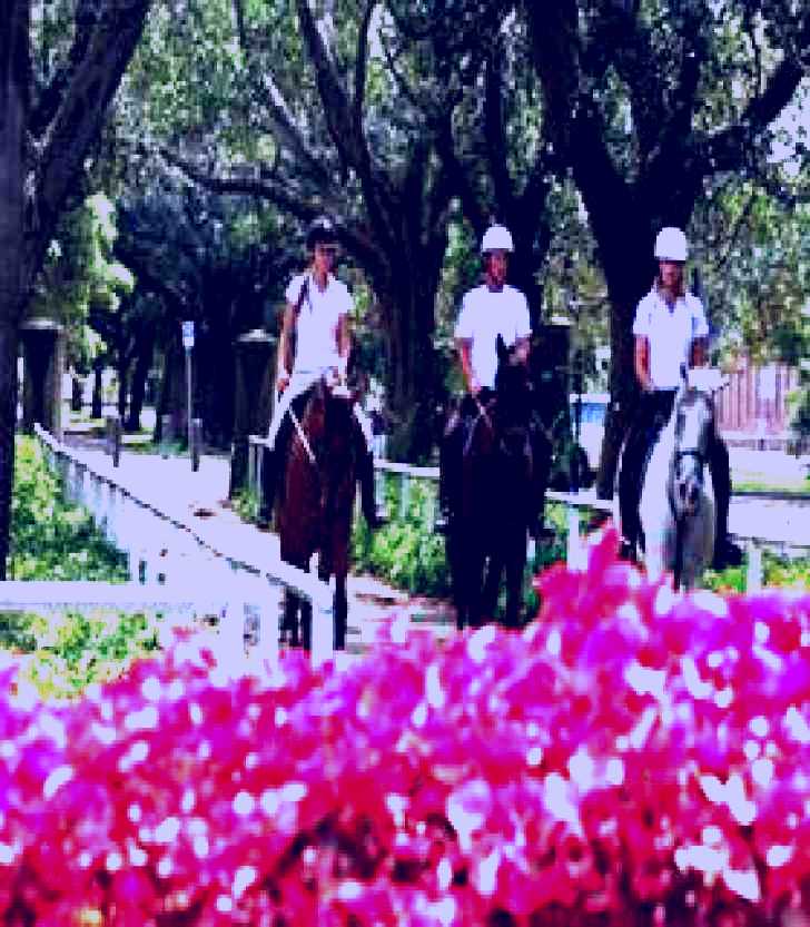 SubjectCoach | Centennial  Parklands Horse Ride