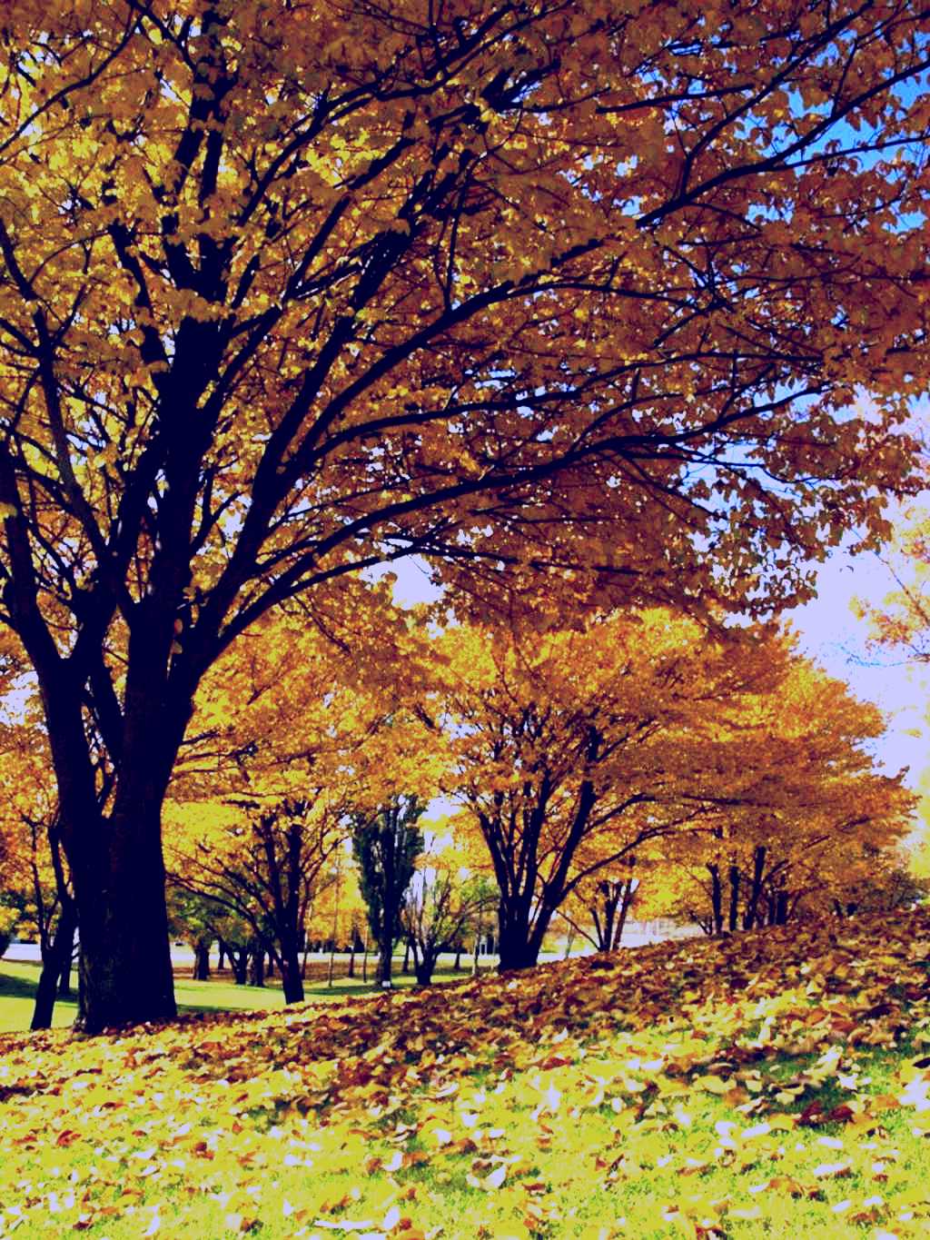 SubjectCoach | Centennial Park at Cooma
