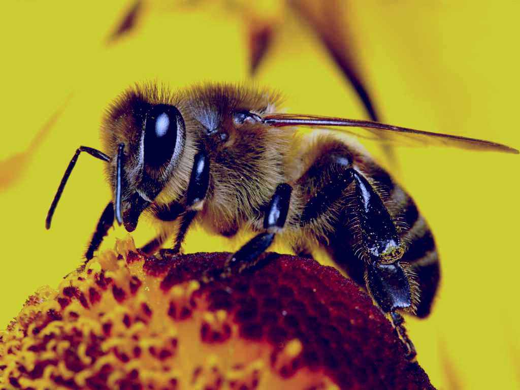 SubjectCoach | Clayridge Honey