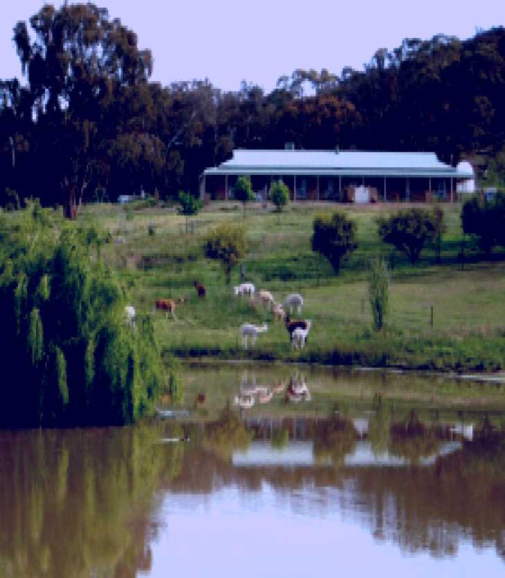 SubjectCoach | Clearview Alpacas