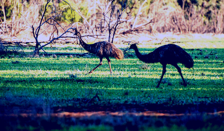 SubjectCoach | Cocoparra National Park
