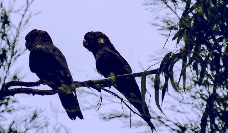 SubjectCoach | Conimbla National Park
