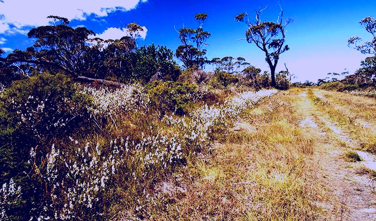 SubjectCoach | Cooks Nose walking track