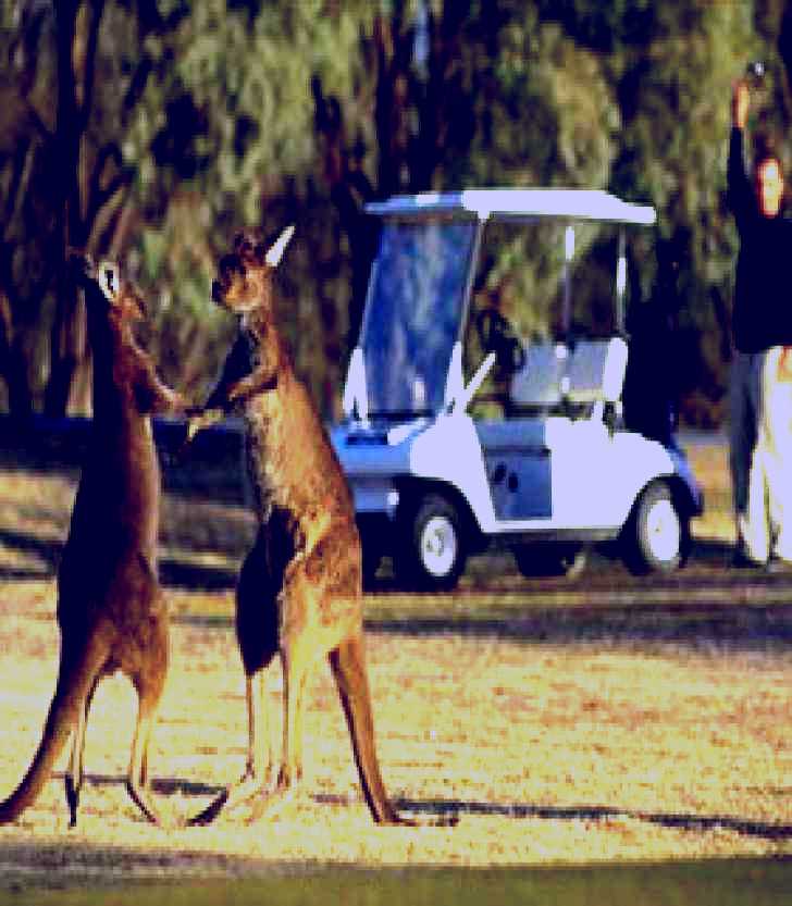 SubjectCoach | Coomealla Golf Club