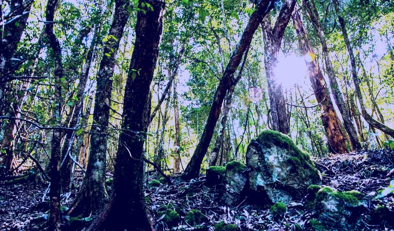 SubjectCoach | Copeland Tops State Conservation Area