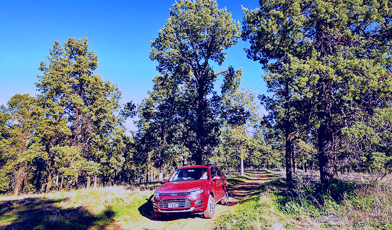 SubjectCoach | Forest drive