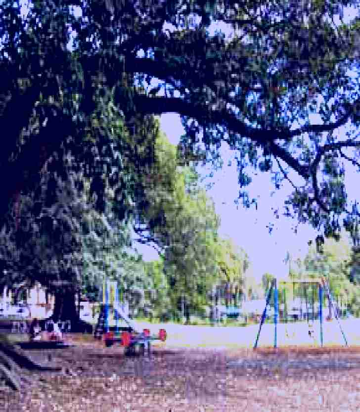 SubjectCoach | Glebe Foreshore Walk