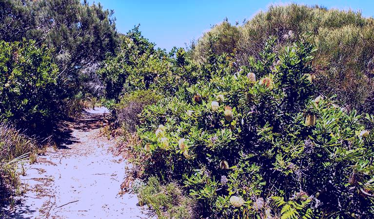 SubjectCoach | Henry Head walking track