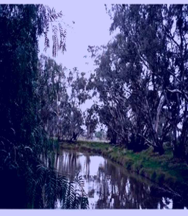 SubjectCoach | Henty Government Dam Nature Reserve