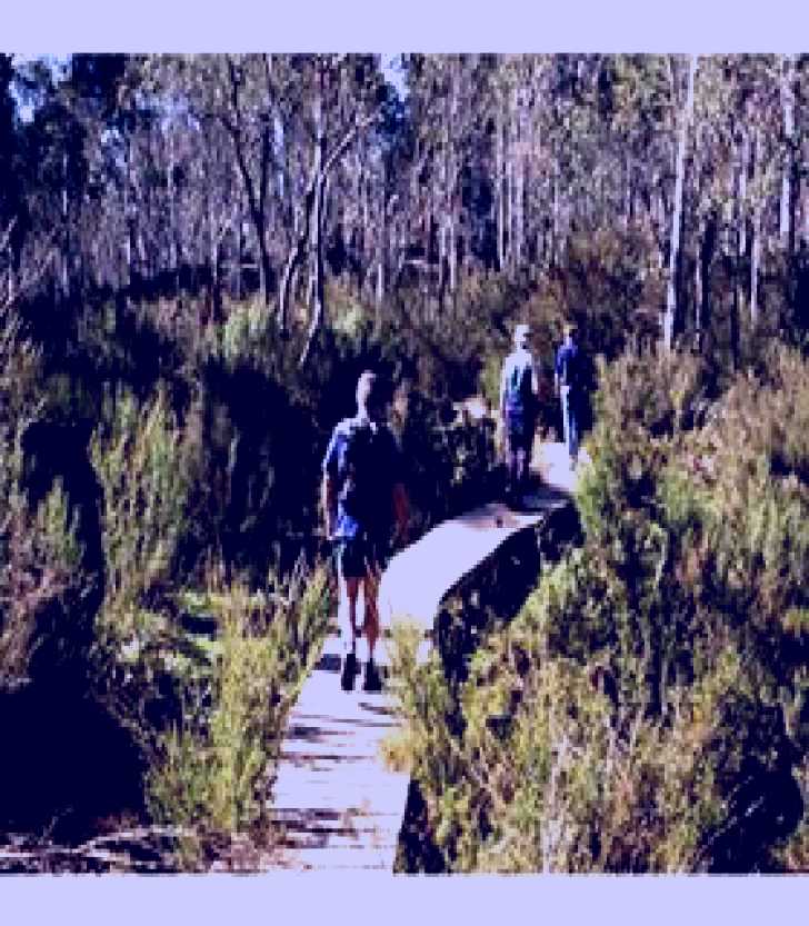 SubjectCoach | Hume and Hovell Walking Track - Henry Angel Trackhead