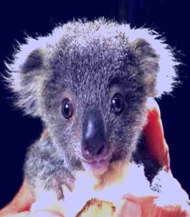 SubjectCoach | Koala Hospital