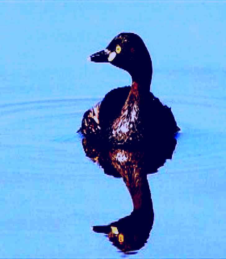 SubjectCoach | Panboola Wetlands