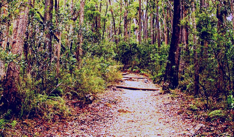 SubjectCoach | Pigeon House Mountain Didthul walking track
