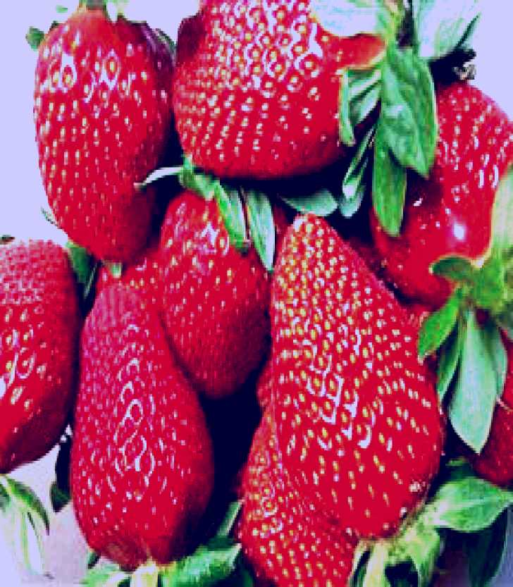 SubjectCoach | Ricardoes Tomatoes and Strawberries Farm