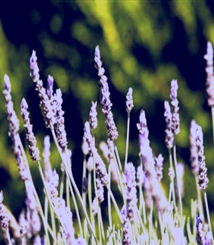 SubjectCoach | Rustique Lavender Farm