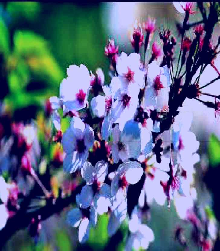 SubjectCoach | Sakura Avenue