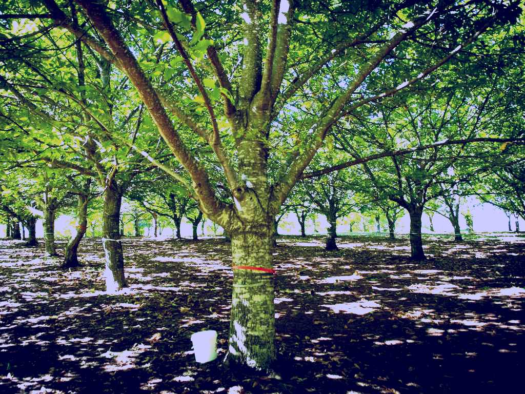 SubjectCoach | Sassafras Nuts