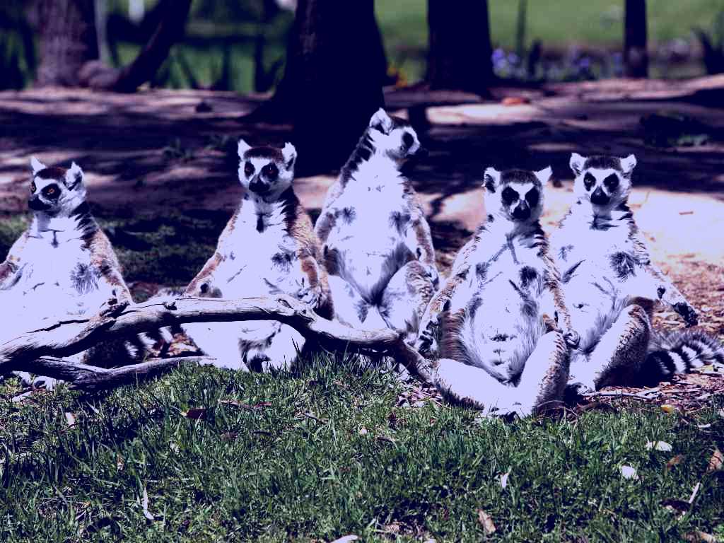 SubjectCoach | Savannah Visitor Plaza, Taronga Western Plains Zoo Dubbo