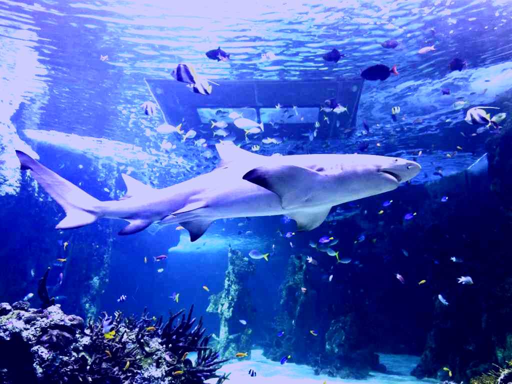 SubjectCoach | SEA LIFE Sydney Aquarium