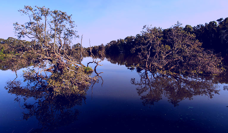 SubjectCoach | Seaham Swamp walk