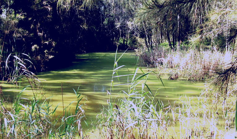 SubjectCoach | Second Ponds Creek walk