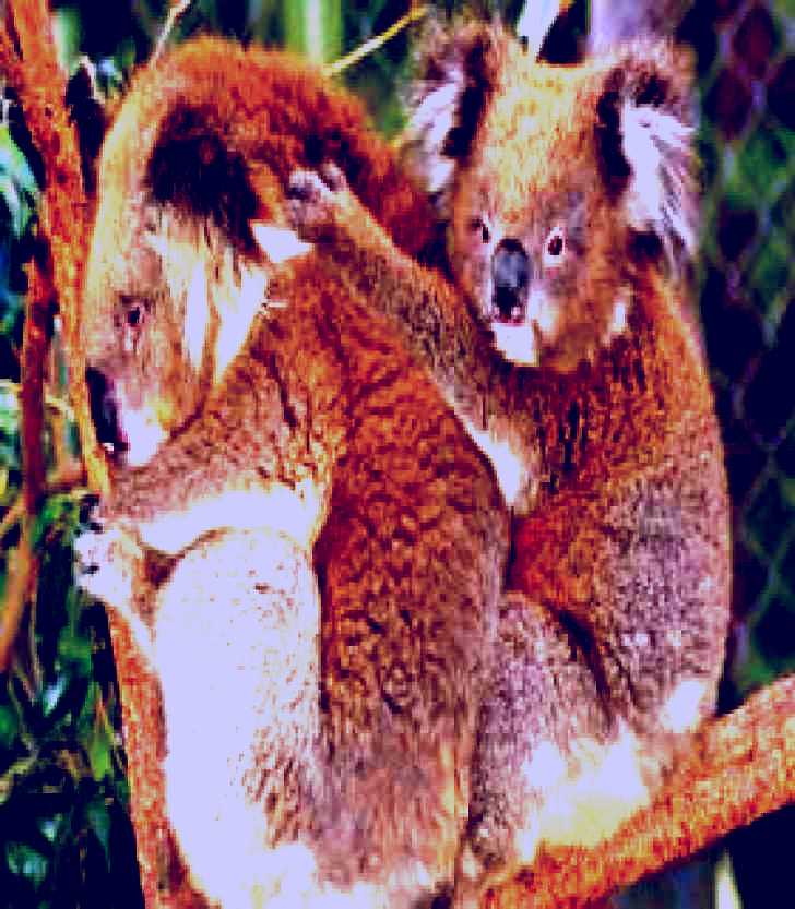 SubjectCoach | Shoalhaven Zoo and Adventure World