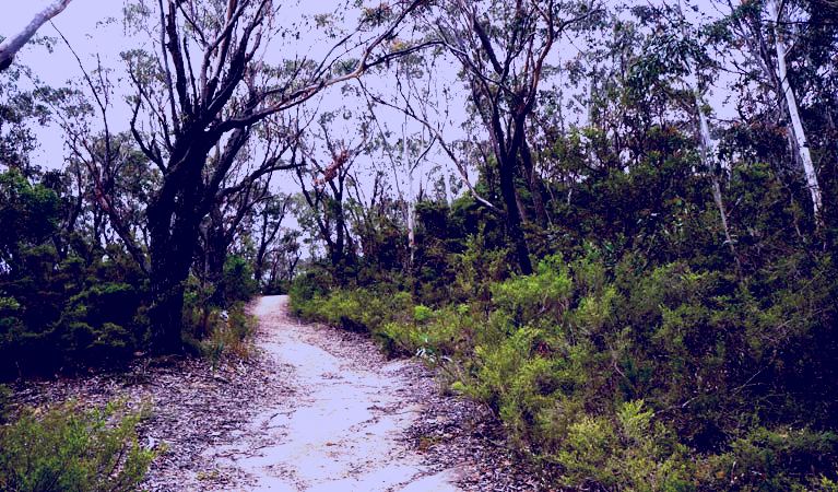 SubjectCoach | Six Foot walking track