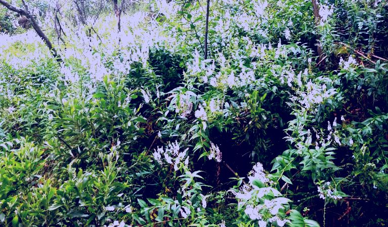 SubjectCoach | Snowgum walking track