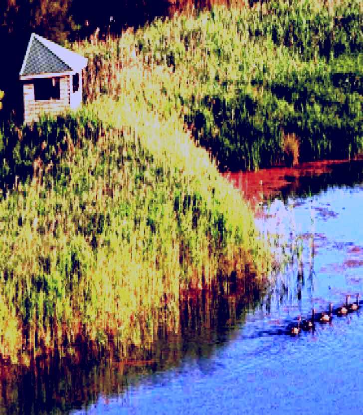 SubjectCoach | Spring Creek Bird Hide