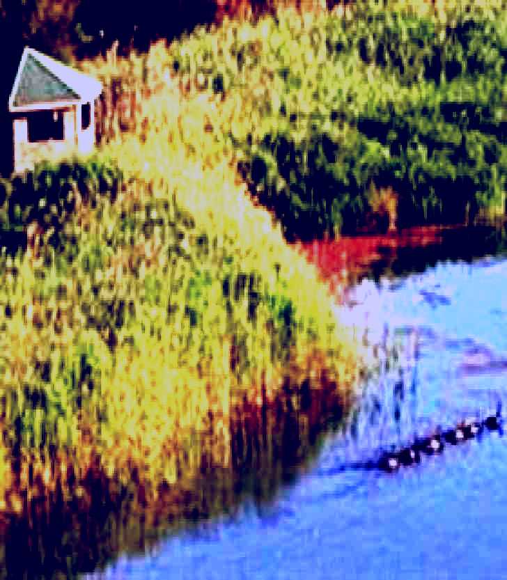 SubjectCoach | Spring Creek Wetlands Walk