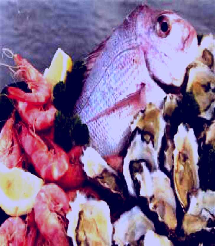 SubjectCoach | Stones Oysters Seafood