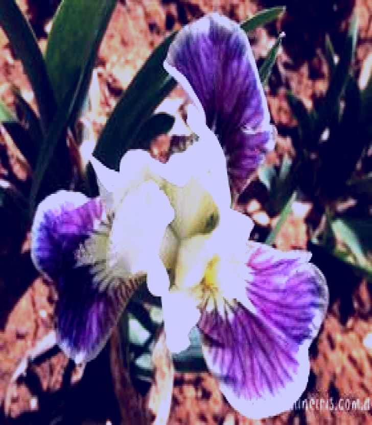 SubjectCoach | Sunshine Iris Nursery