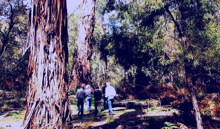 SubjectCoach | Tallaganda National Park