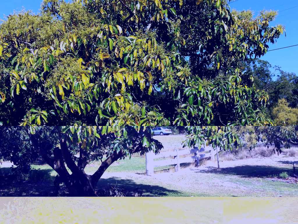SubjectCoach | The Avocado Farm