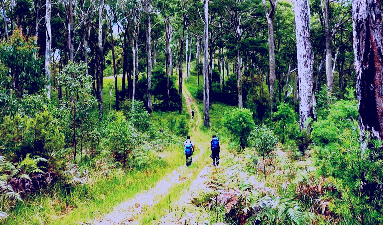 SubjectCoach | The Green Gully track