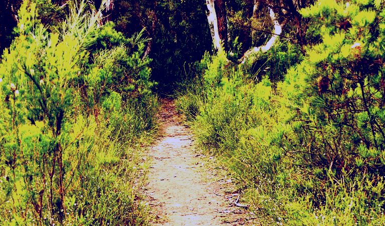 SubjectCoach | Three Views walking track
