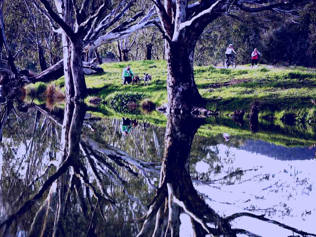 SubjectCoach | Wagirra Trail and Yindyamarra Sculpture Walk