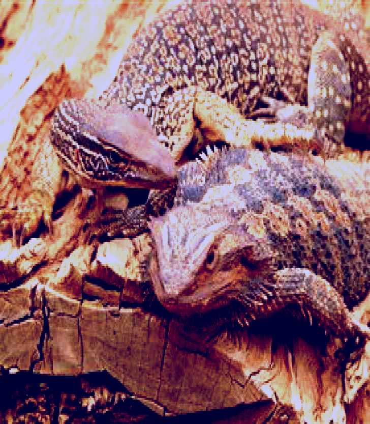 SubjectCoach | Alice Springs Reptile Centre