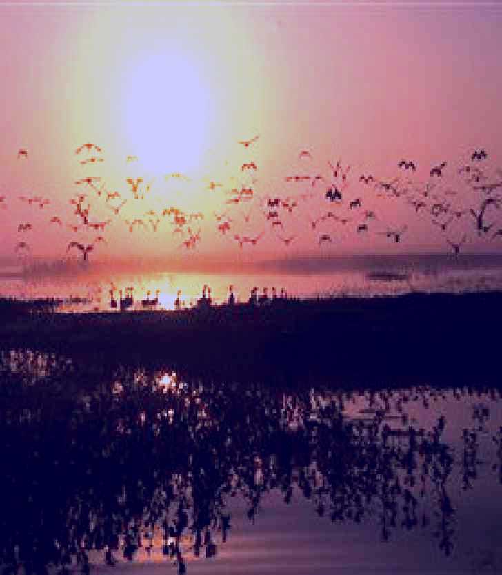 SubjectCoach | Fogg Dam Conservation Reserve