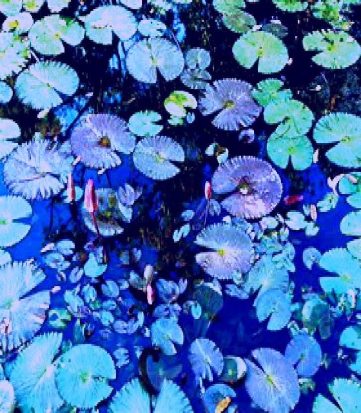 SubjectCoach | Pine Creek Water Gardens