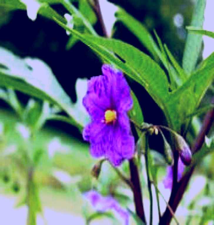 SubjectCoach | Alpha Native Flower Garden