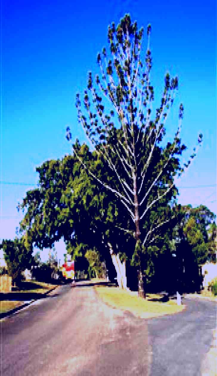 SubjectCoach | Anzac Avenue Memorial Trees, Beerburrum