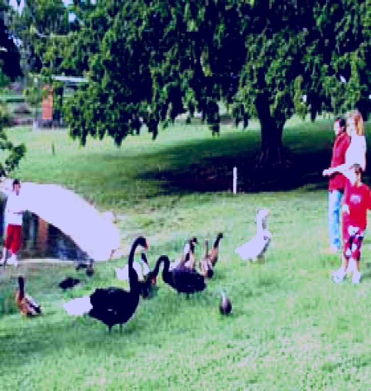 SubjectCoach | Anzac Park and Ululah Lagoon